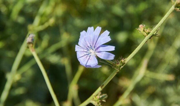 Cichorium intybus