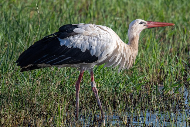 Ciconia ciconia It is a common stork that lives in the Mediterranean Aiguamolls Emporda Girona Catalonia Spain