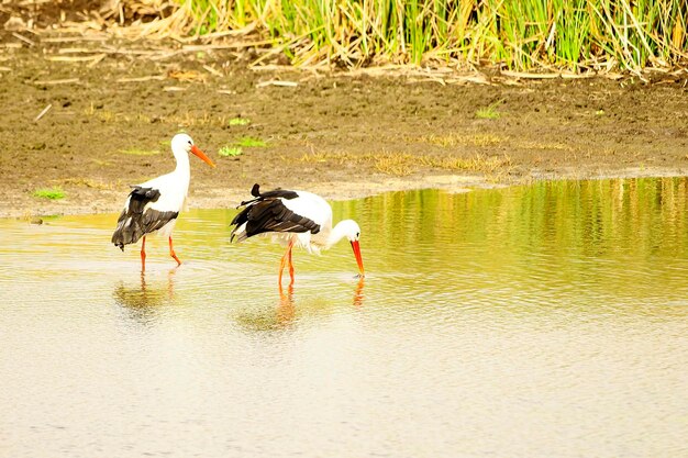 Ciconia ciconia-白いコウノトリは、Ciconiidae科の鳥の一種です。