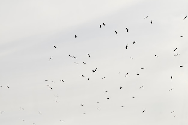 Ciconia ciconia-白いコウノトリは、Ciconiidae科の鳥の一種です。