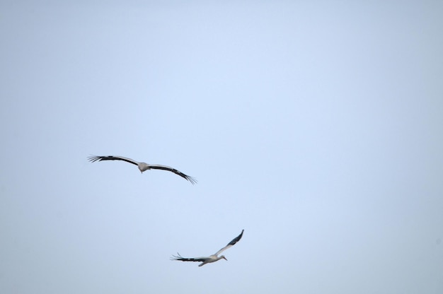 Ciconia ciconia-白いコウノトリは、Ciconiidae科の鳥の一種です。