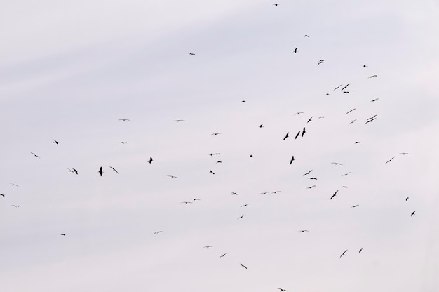 Ciconia ciconia - Белый аист - это вид птиц из семейства Ciconiidae.