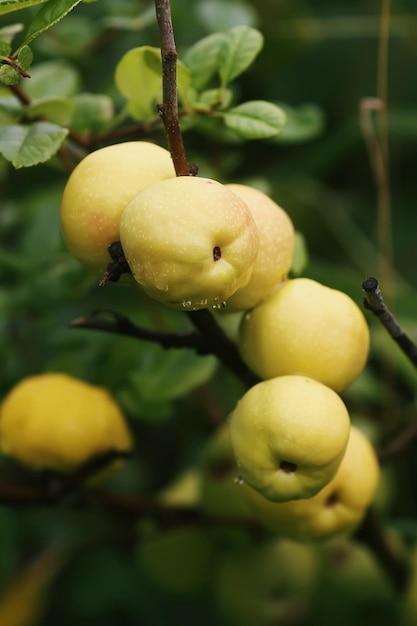 Cidonia of noordelijke citroenplant gele rijpe vruchten.