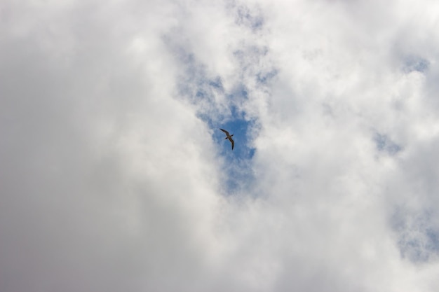 Photo cielo nuboso con gaviota volando