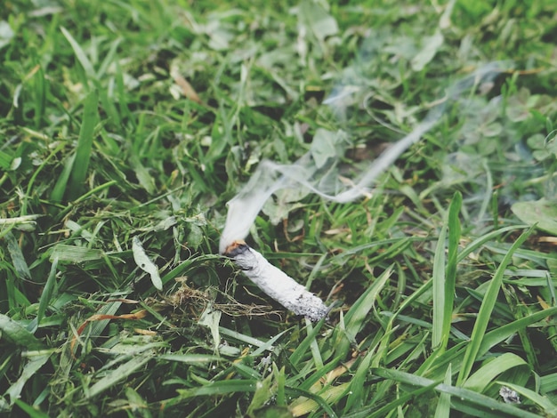 Cigarette on grass