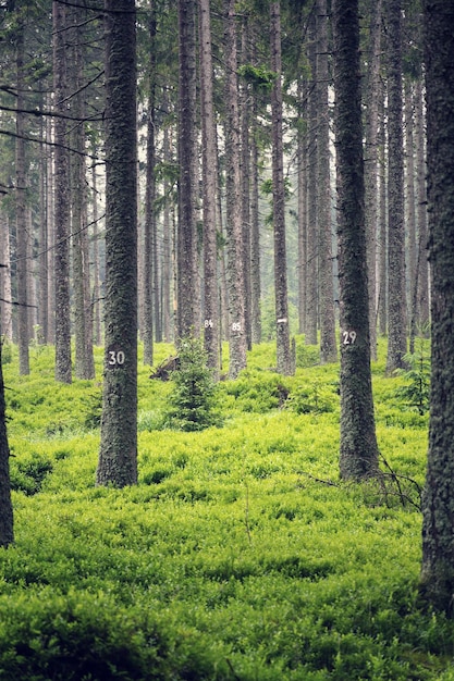 Cijfers op naaldhout sparren bosbessen bos bosbouw concept