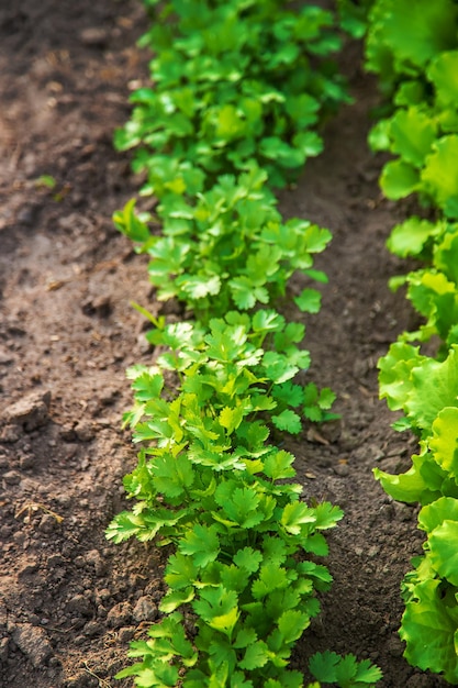 Cilantro grows in the garden. Selective focus.