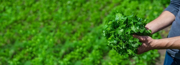 Cilantro in the hands of a man in the garden Selective focus