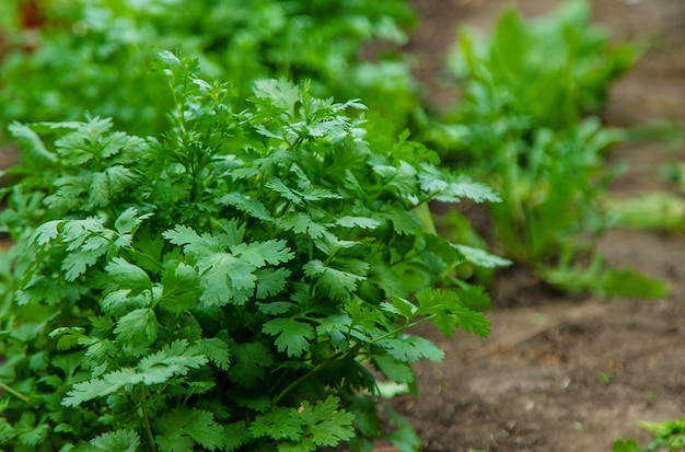 Photo cilantro harvest in the garden selective focus