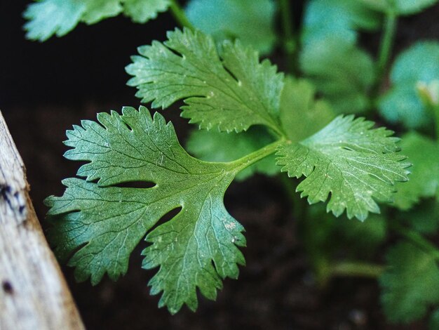 家庭 の 野菜 園 に 植え られ て いる チラントロ の 葉