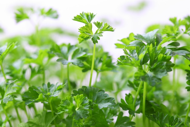 Cilantro mature green twigs growing, side view. Bokeh effect.