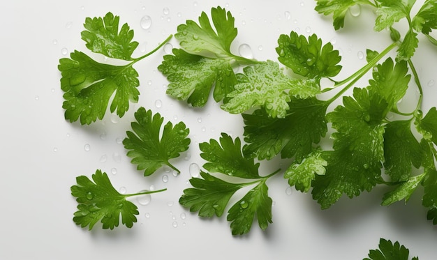 Cilantro with water drops on a white background Generative AI