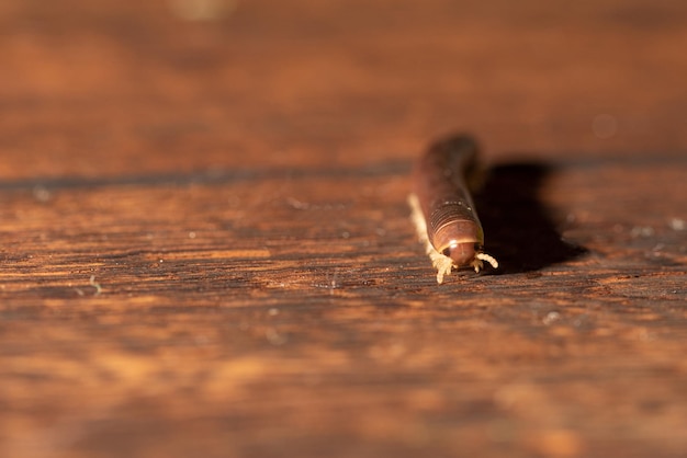 Cilindrische duizendpoot een mooi exemplaar van bruine cilindrische duizendpoot die op een rustieke houten tafel loopt selectieve focus