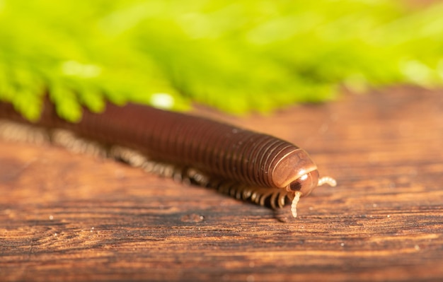 Cilindrische duizendpoot een mooi exemplaar van bruine cilindrische duizendpoot die op een rustieke houten tafel loopt selectieve focus