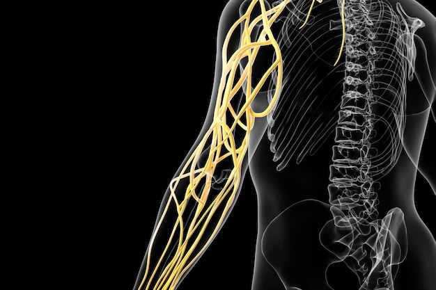 Foto rendering cinematografico 4d della struttura arteriosa del braccio