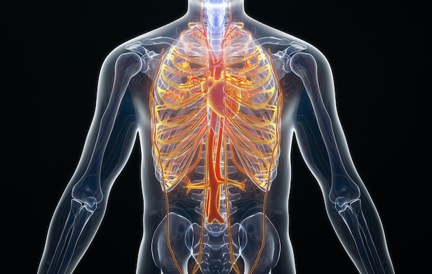 Photo cinema 4d rendering of human cardiovascular nerve distribution