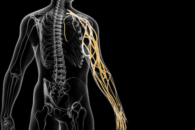 Cinema 4d rendering of the nerve distribution of the human arm