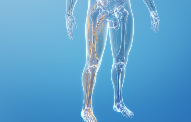 Cinema 4d rendering of Venous structures of human lower limb