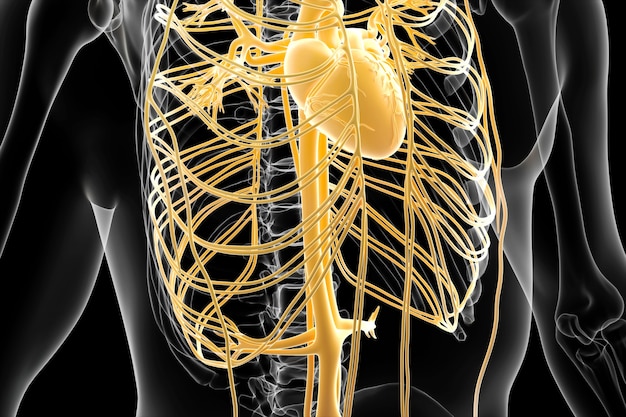 Cinema 4d-weergave van de structuur van het menselijke arteriële systeem