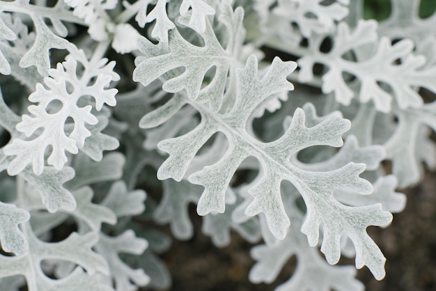 Cineraria primorskaya groeit in de tuin in de zomer natuurlijke achtergrond