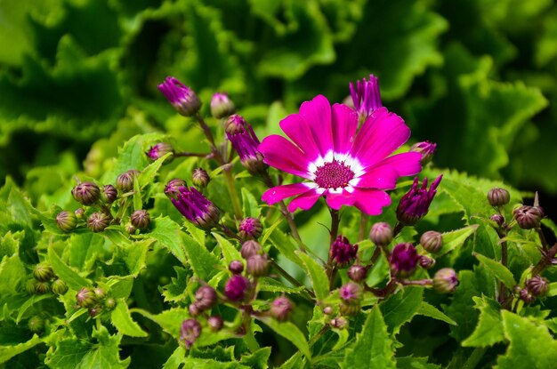 Cineraria senecio cruentus