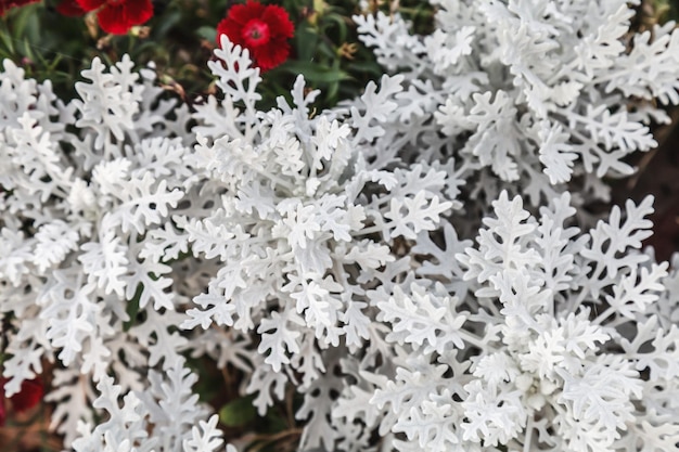 Photo cineraria silver dust plants for decorative gardening beautiful silver dust cineraria maritima in the garden autumn time closeup natural background