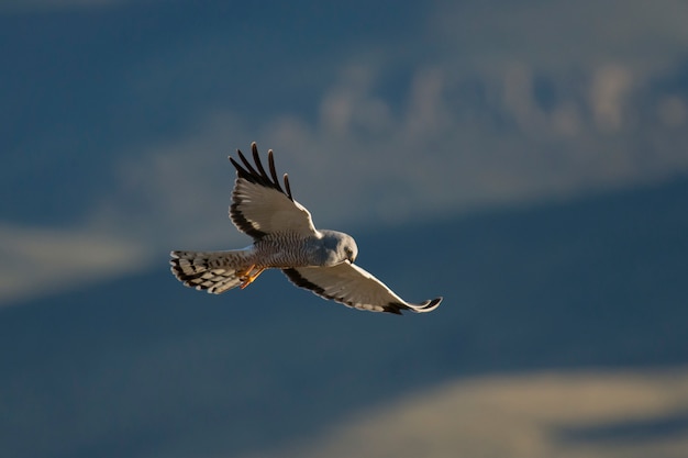 Cinereous Harrier flying