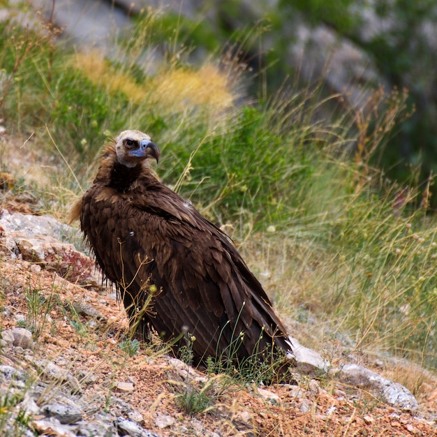 Cinereous vulture Aegypius monachus Portrait