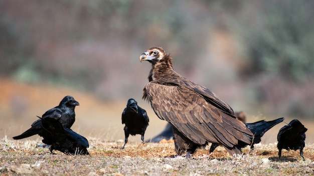 Чёрный гриф (Aegypius monachus) и ворон (Corvus corax) в дикой природе.