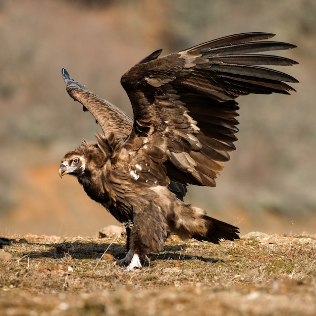 Cinereous vulture with open wings.