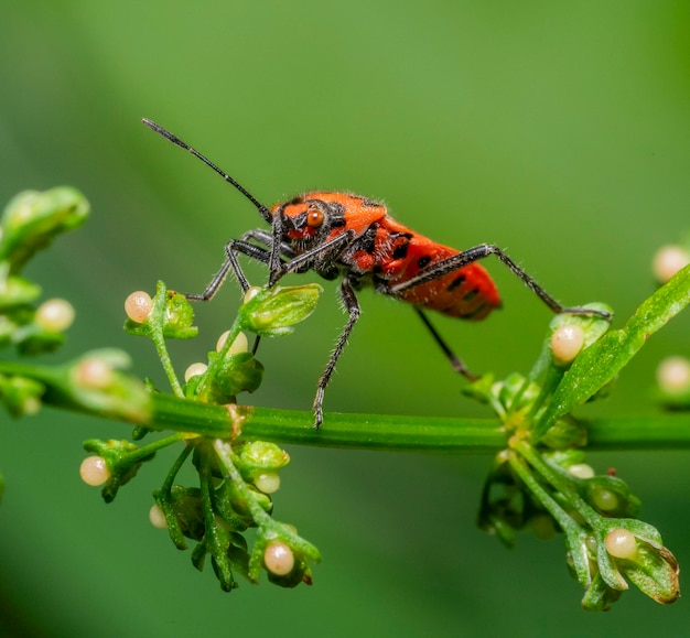 Cinnamon bug