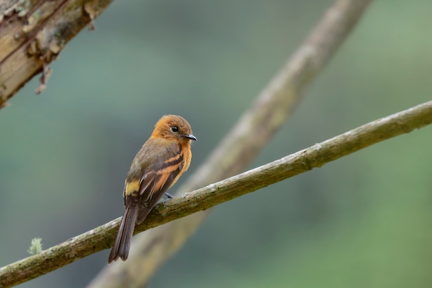 CINNAMON FLYCATCHER（Pyrrhomyias cinnamomeus）雲霧林のいくつかの枝に一人でとまる美しい標本。ウチュバンバ-ペルー