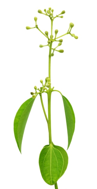 Cinnamon leaves with flowers over white background