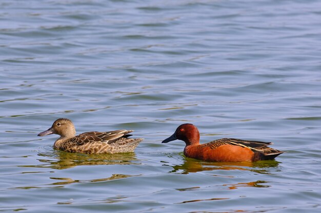 Cannella teal spatola cyanoptera