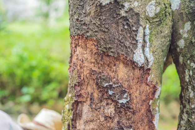 Cinnamon tree bark taken on plantation malaysia