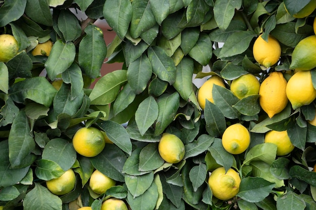 Cinqueterre Liguria Monterosso Lemon Plant