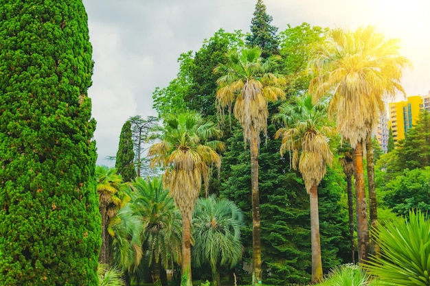 Cipressen en struikgewas van verschillende palmen in een tropisch mediterraan park