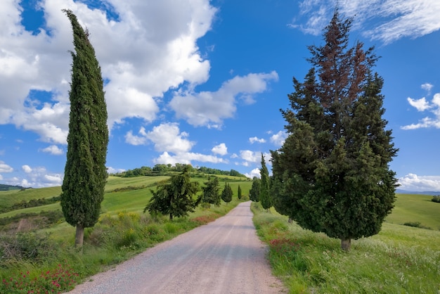 Cipressen in Val d'Orcia Toscane