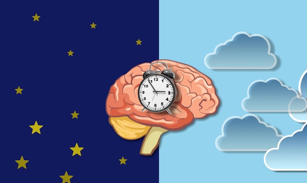 Photo the circadian rhythms are controlled by circadian clocks or biological clock. brain illustration