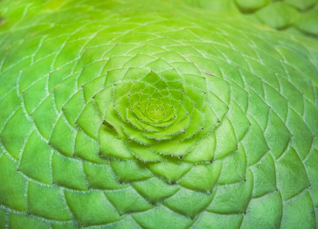 Circle arrangement of green leaves background.