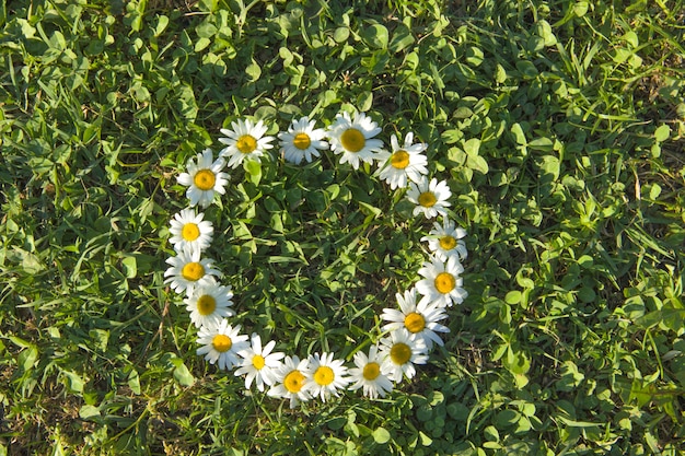 緑の牧草地にヒナギクの輪