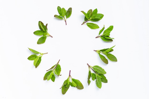 Circle frame made of holy basil leaves on white background.