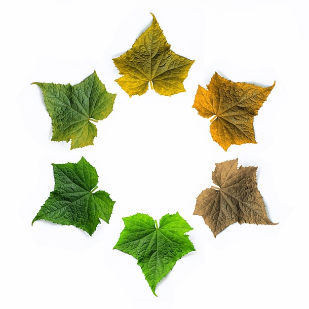 A circle of leaves with the word autumn in the middle