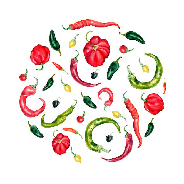 Circle of various hot peppers watercolor illustration isolated on white