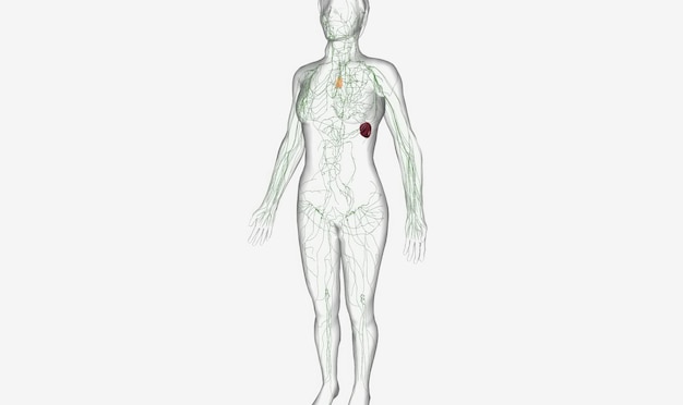 Photo the circulation of the lymphatic system in the body and its rela