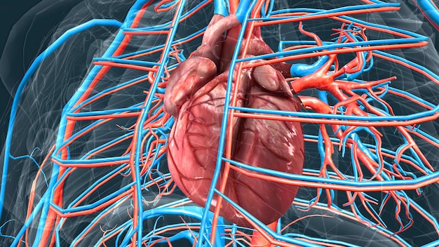 Photo circulatory system or cardiovascular system