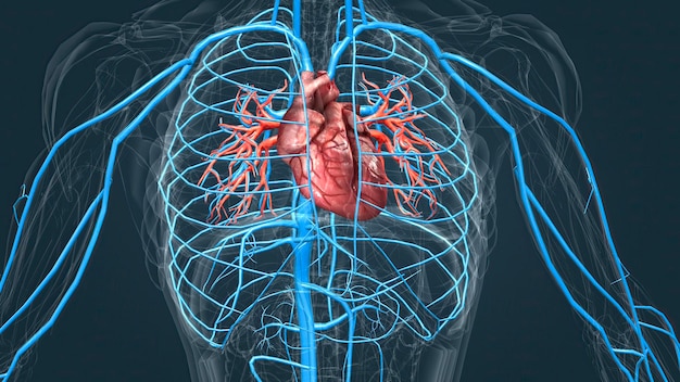 Circulatory system or cardiovascular system