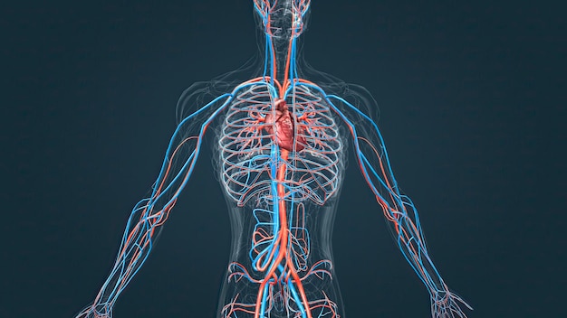 Circulatory system or cardiovascular system