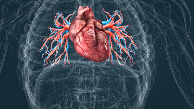 Circulatory system or cardiovascular system