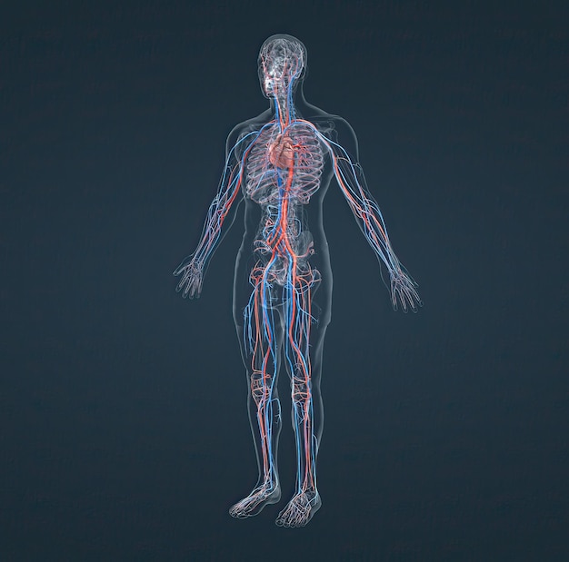 The circulatory system consists of blood vessels that carry blood to the heart